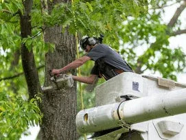 Tree Trimming