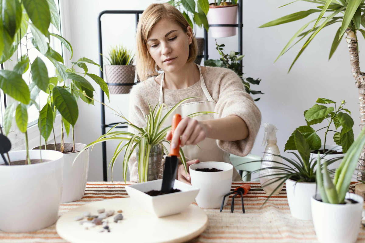 Indoor Plants Maintenance