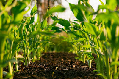 Irrigation Services