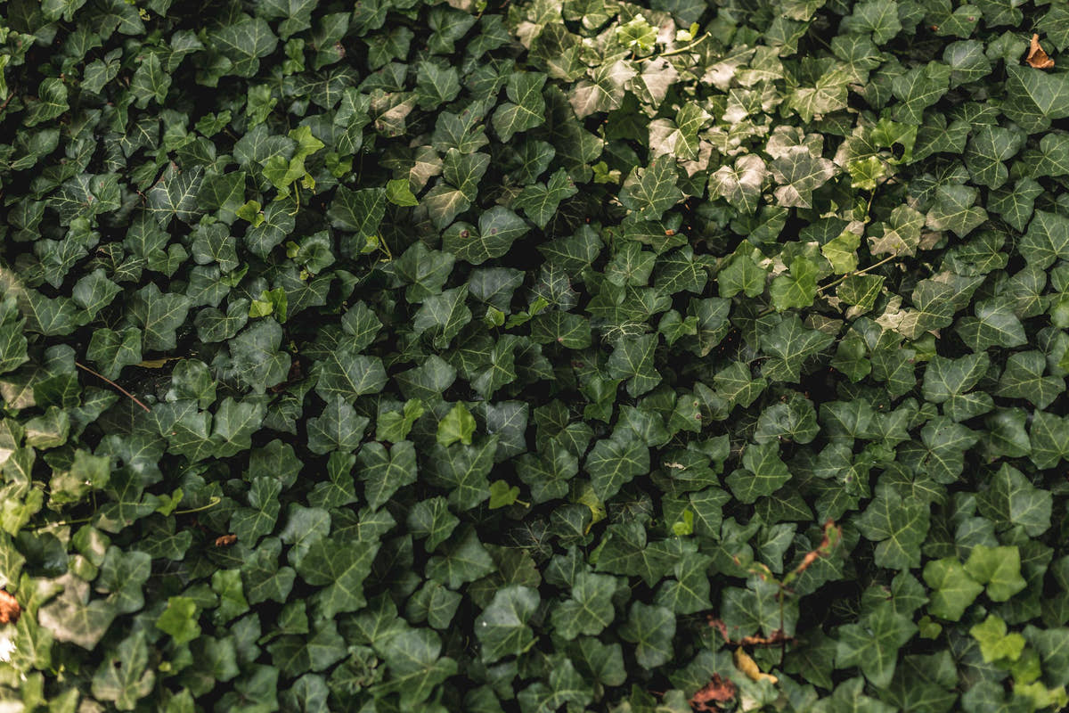 Green Wall Design