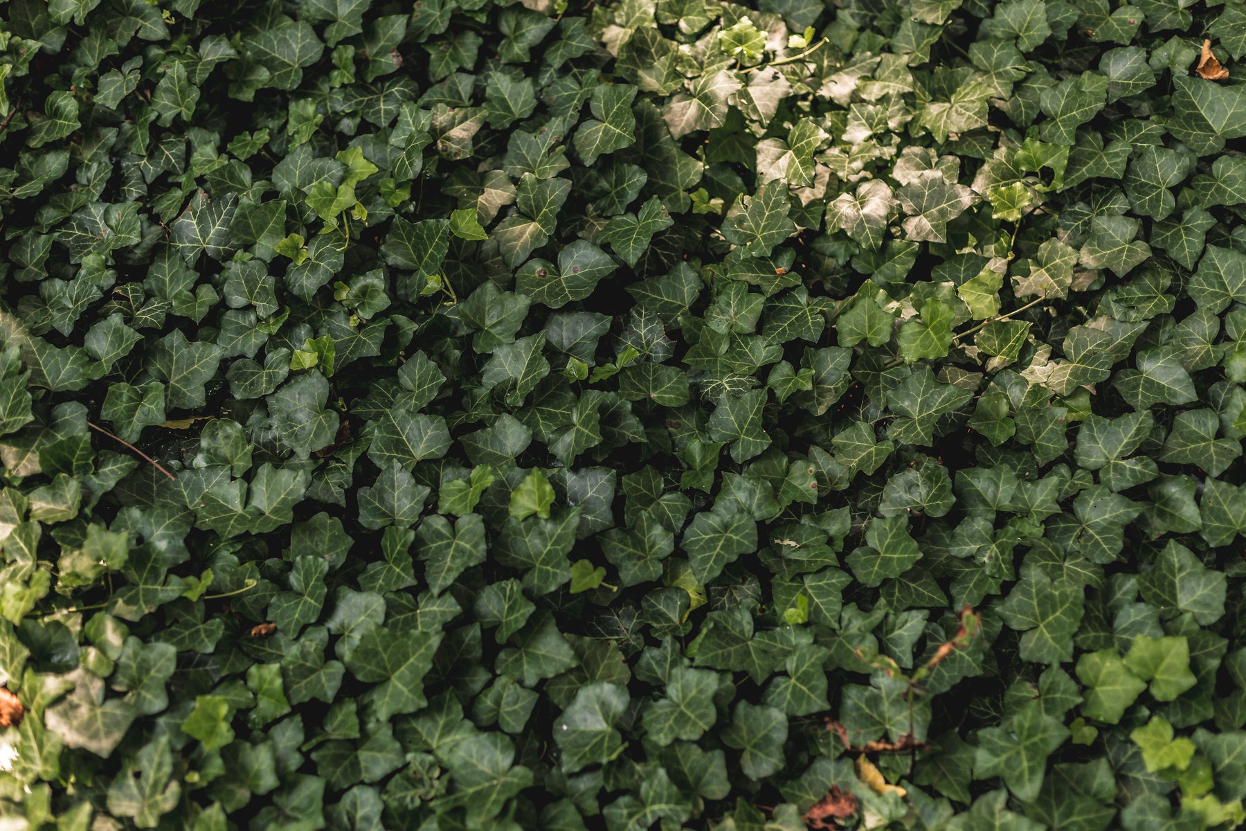 Green Wall Design