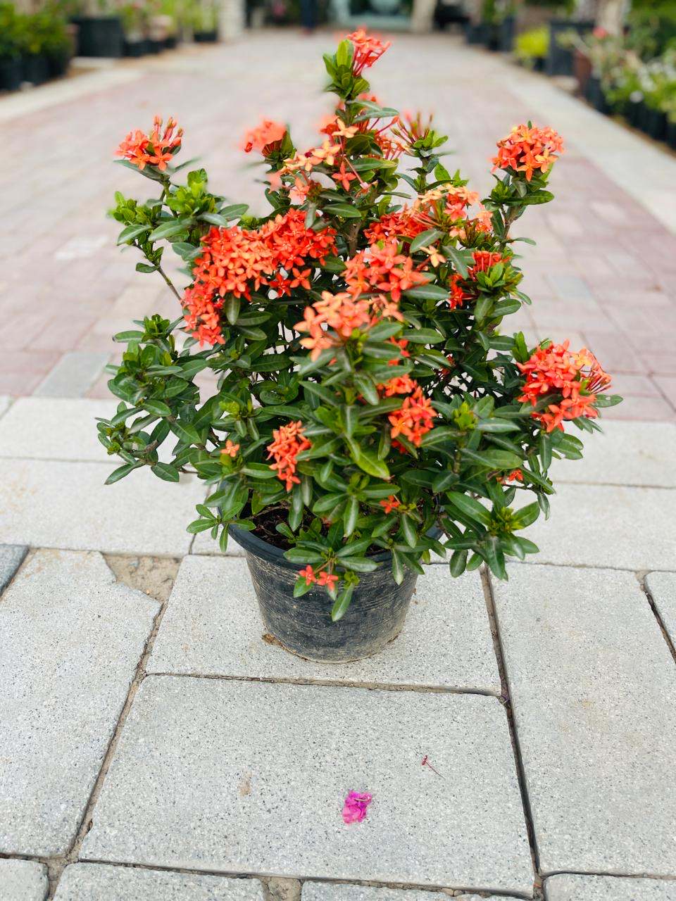 Ixora red plant with orange-red flower clusters and dark green leaves in a gray pot