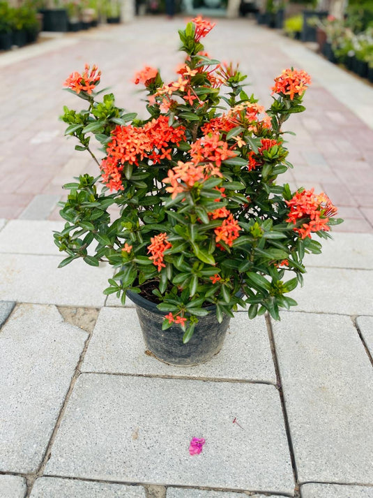 Ixora Red