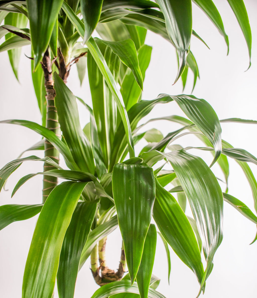 Dracaena Janet Craig