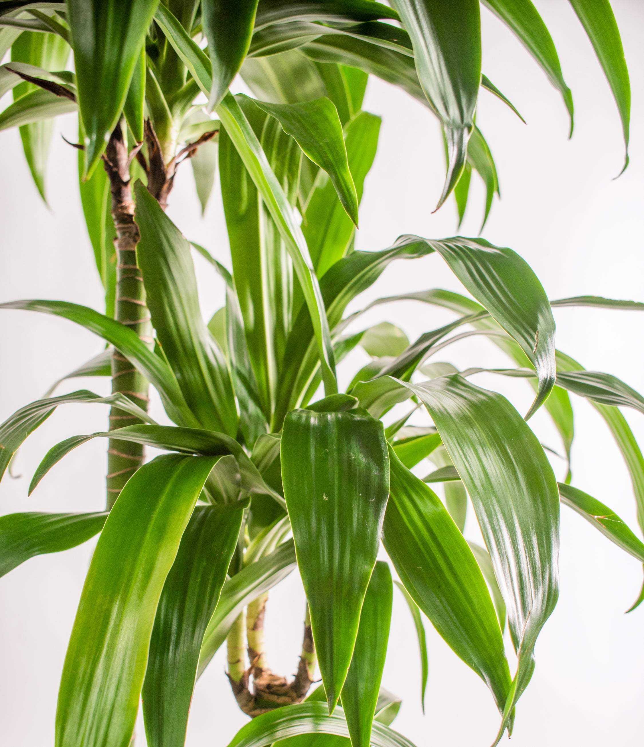 Dracaena Janet Craig
