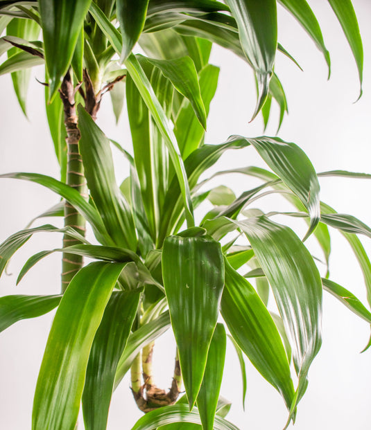 Dracaena Janet Craig