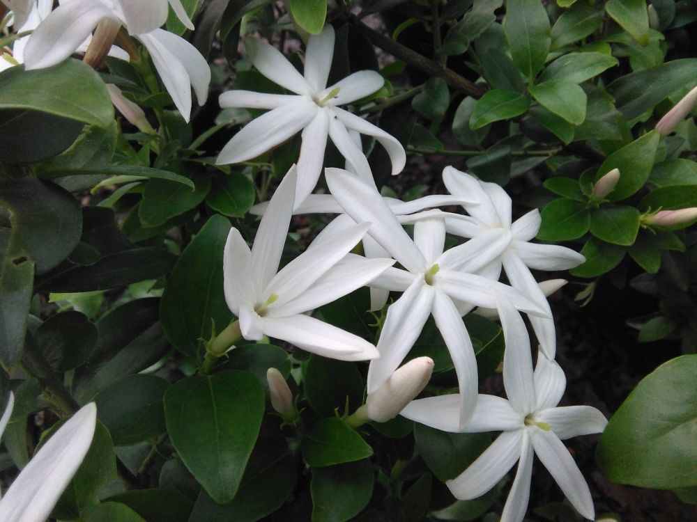 White wild jasmine flowers with green leaves
