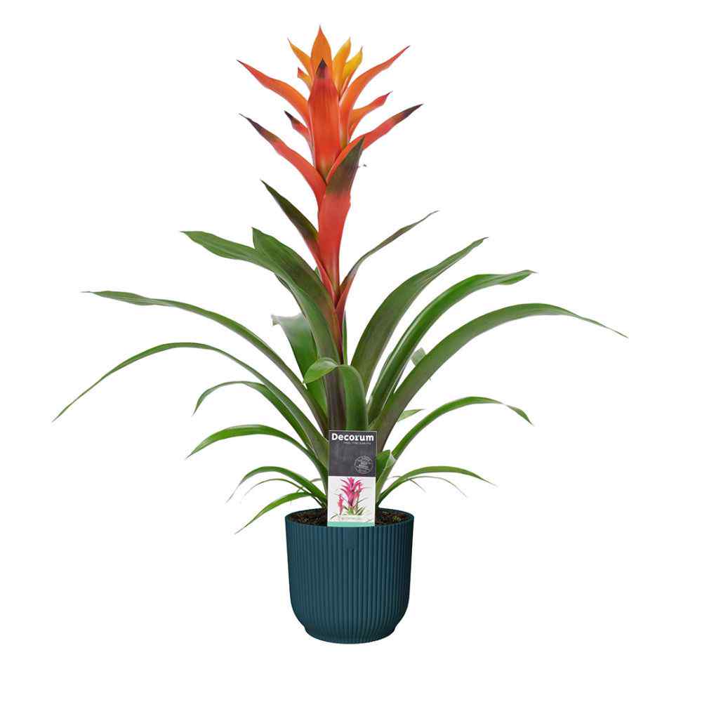 Potted Guzmania bromeliad with orange-red bracts and green leaves in teal ceramic pot