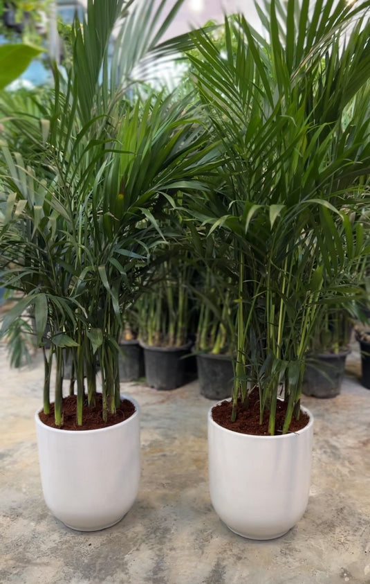 Pair of Kentia Palm with White Ceramic Pots