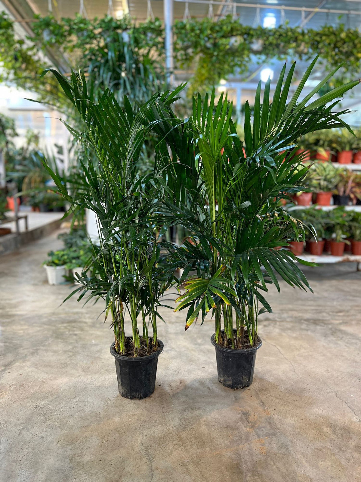 Pair of Kentia palm trees in black nursery pots with green fronds