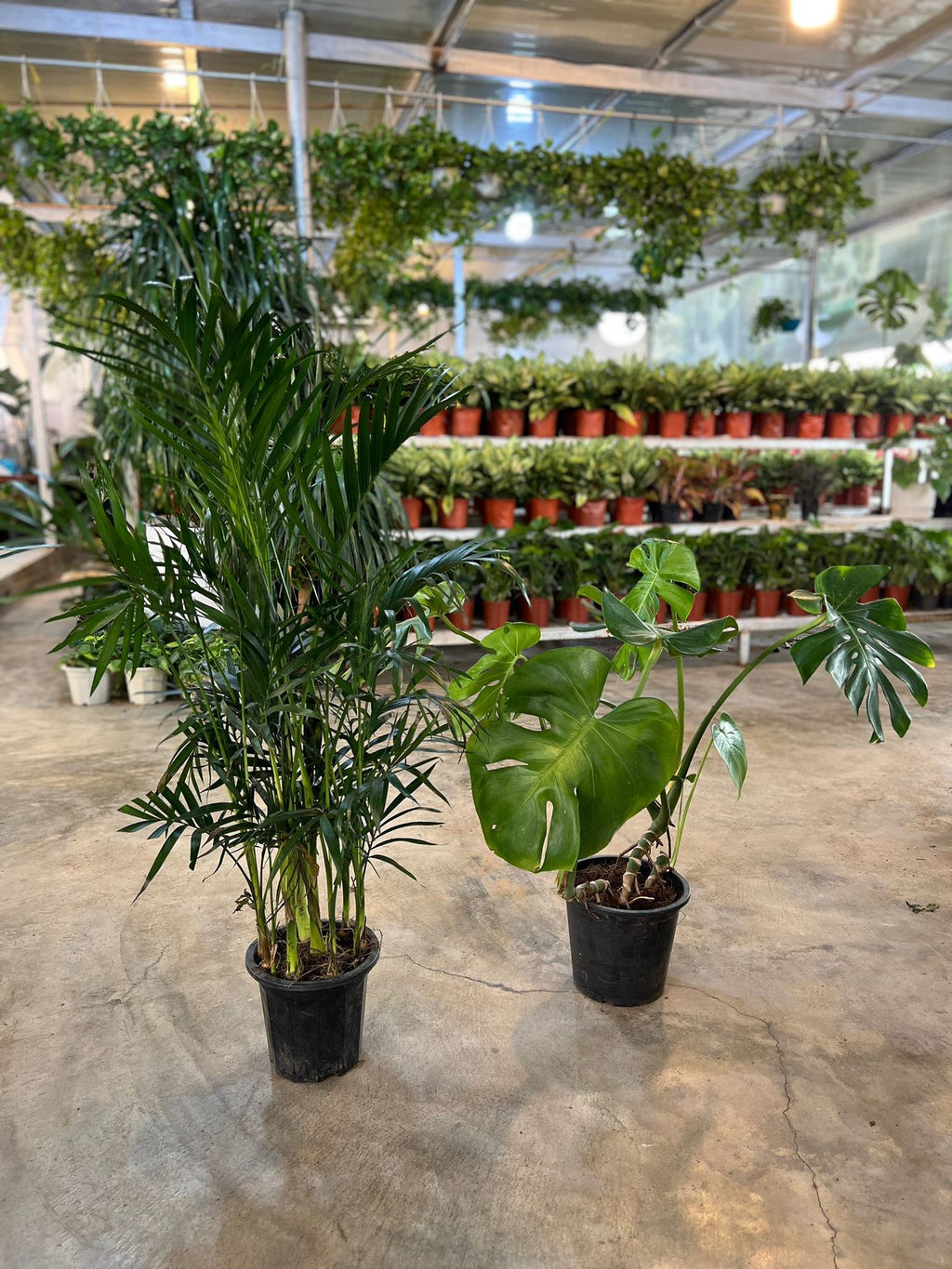 Potted tropical plant bundle with palm and heartleaf plants in black pots