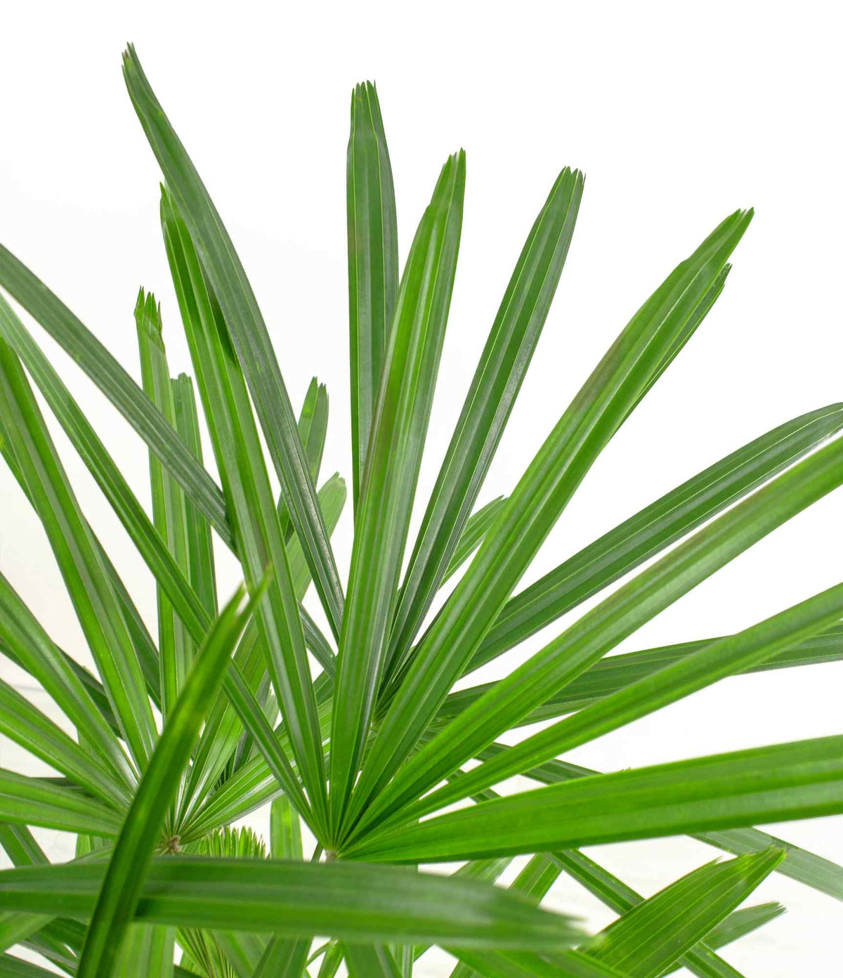 Green palm fronds fanning outward, close-up view of potted stems