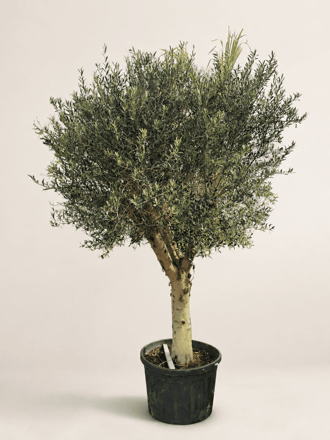 2.7 m potted olive tree with white trunk and dense green foliage