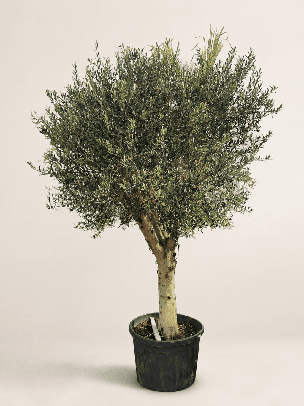 2.7 m potted olive tree with white trunk and dense green foliage
