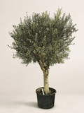 2.7 m potted olive tree with white trunk and dense green foliage