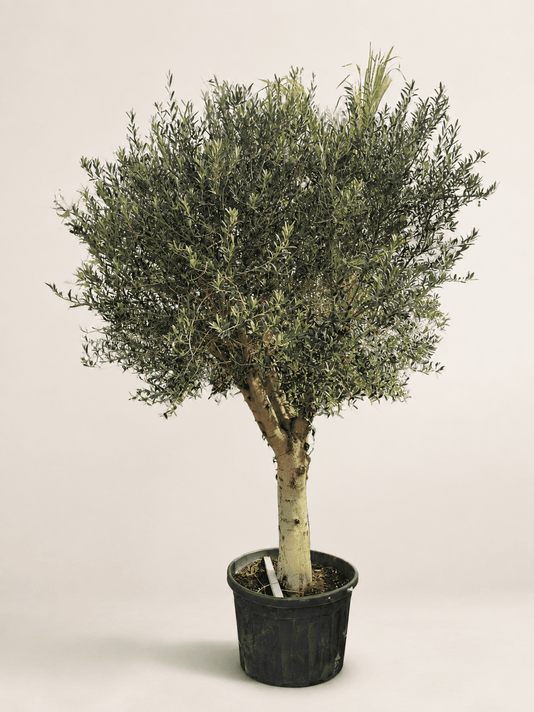 2.7 m potted olive tree with white trunk and dense green foliage
