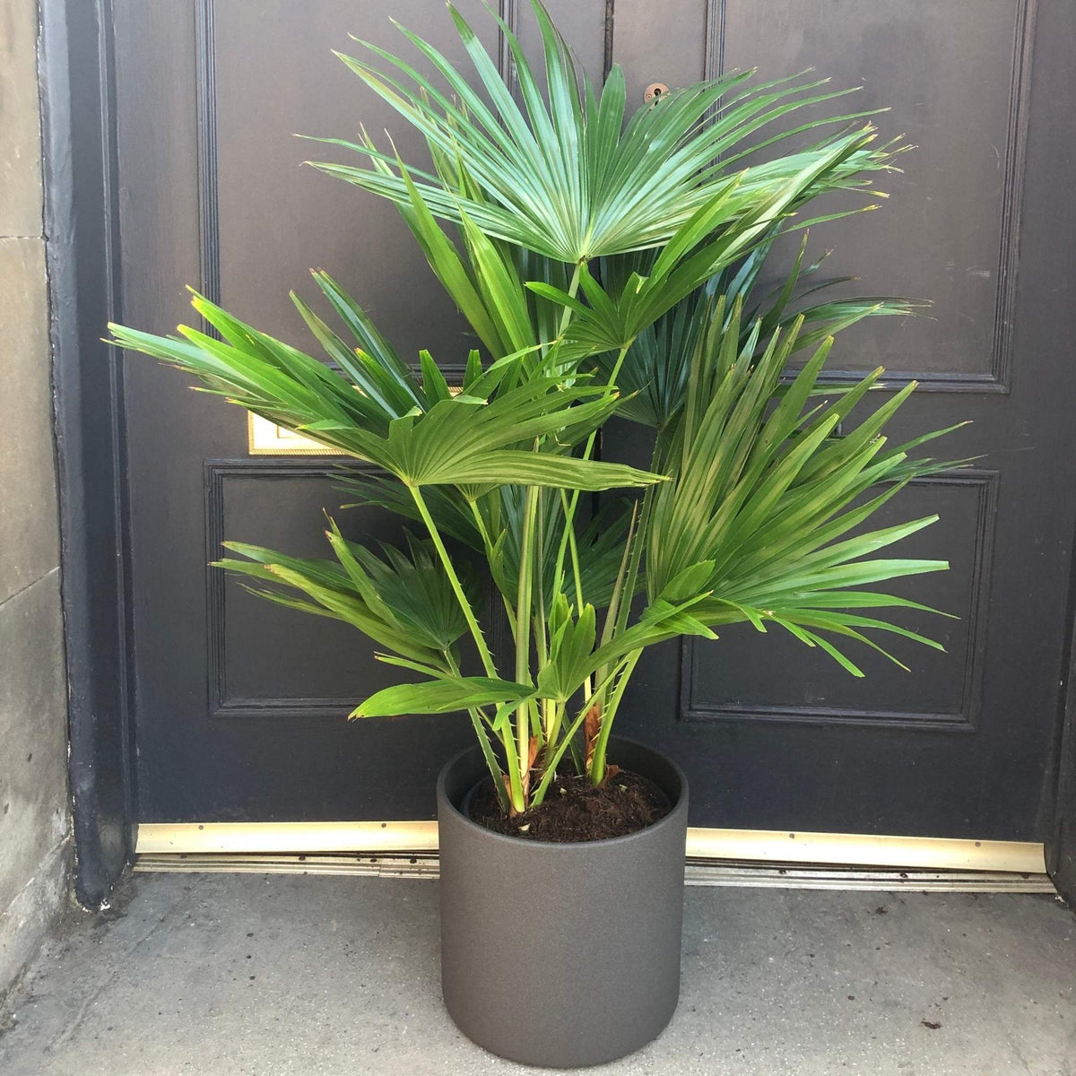 Livistona palm tree in a matte gray nursery pot, with green fronds