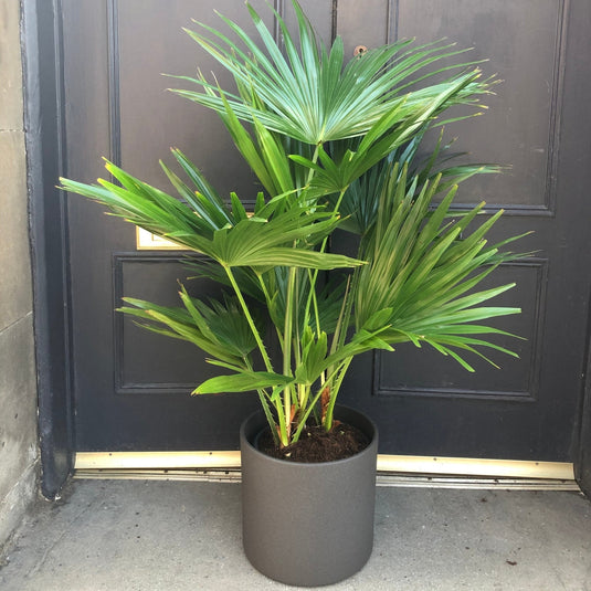 Livistona Palm Tall