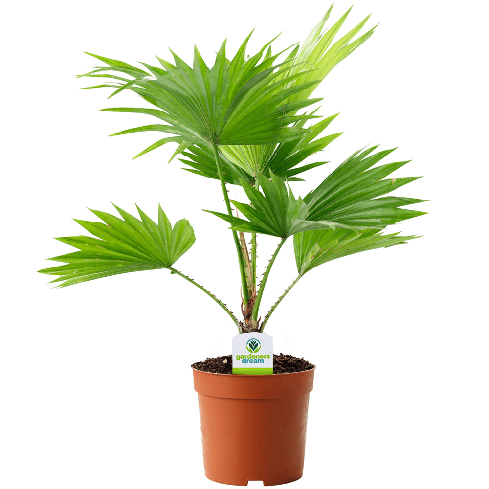 Livistona palm in terracotta pot, upright stems and green fan leaves