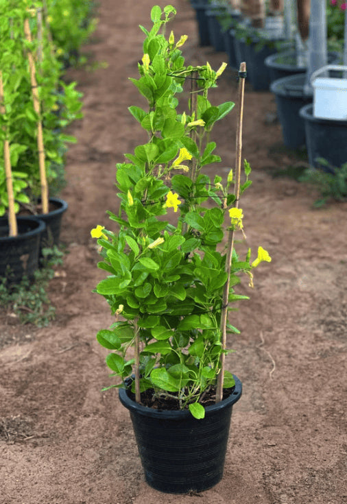 Potted Mandevilla plant with green leaves and yellow blooms