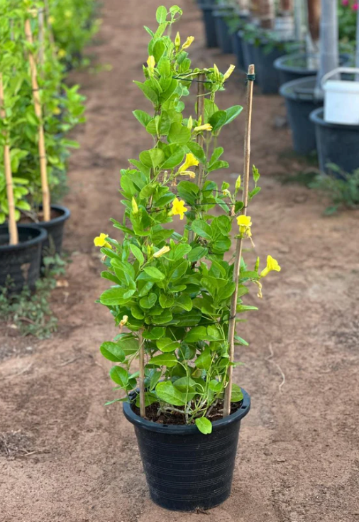 Mandevilla