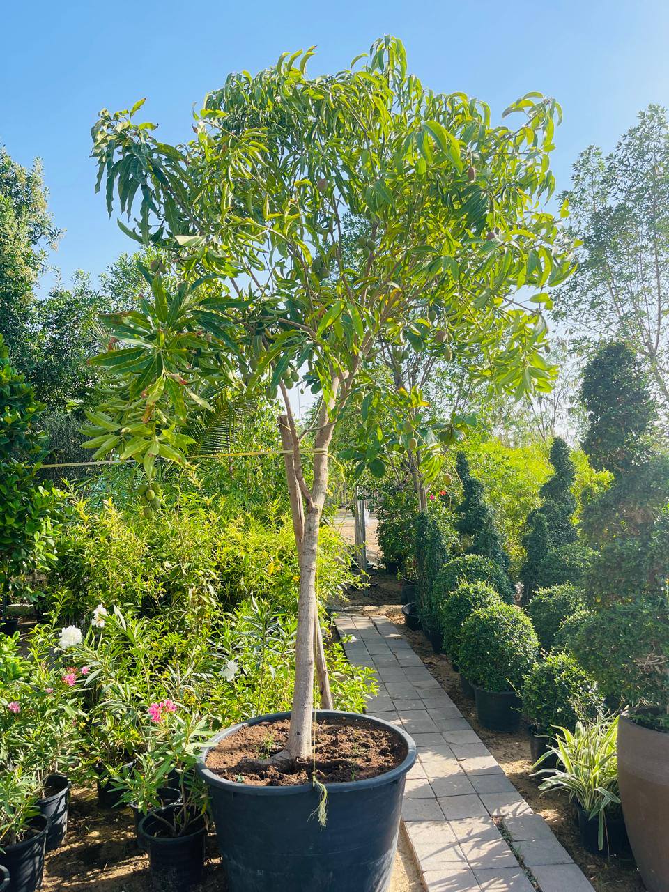 Pakistani mango tree in black nursery pot with green leaves