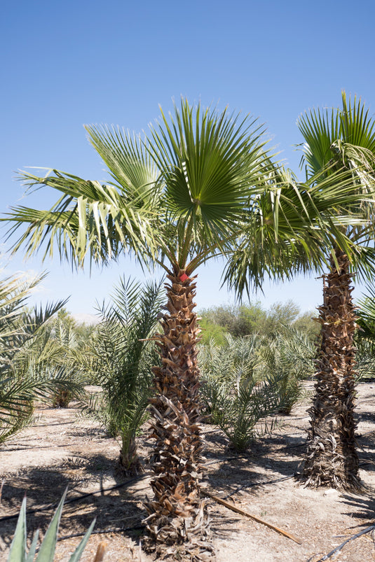 Mexican Fan Palm