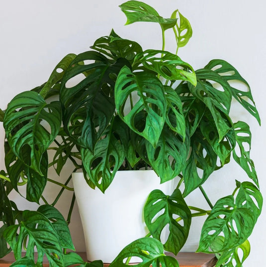 Monkey Monstera