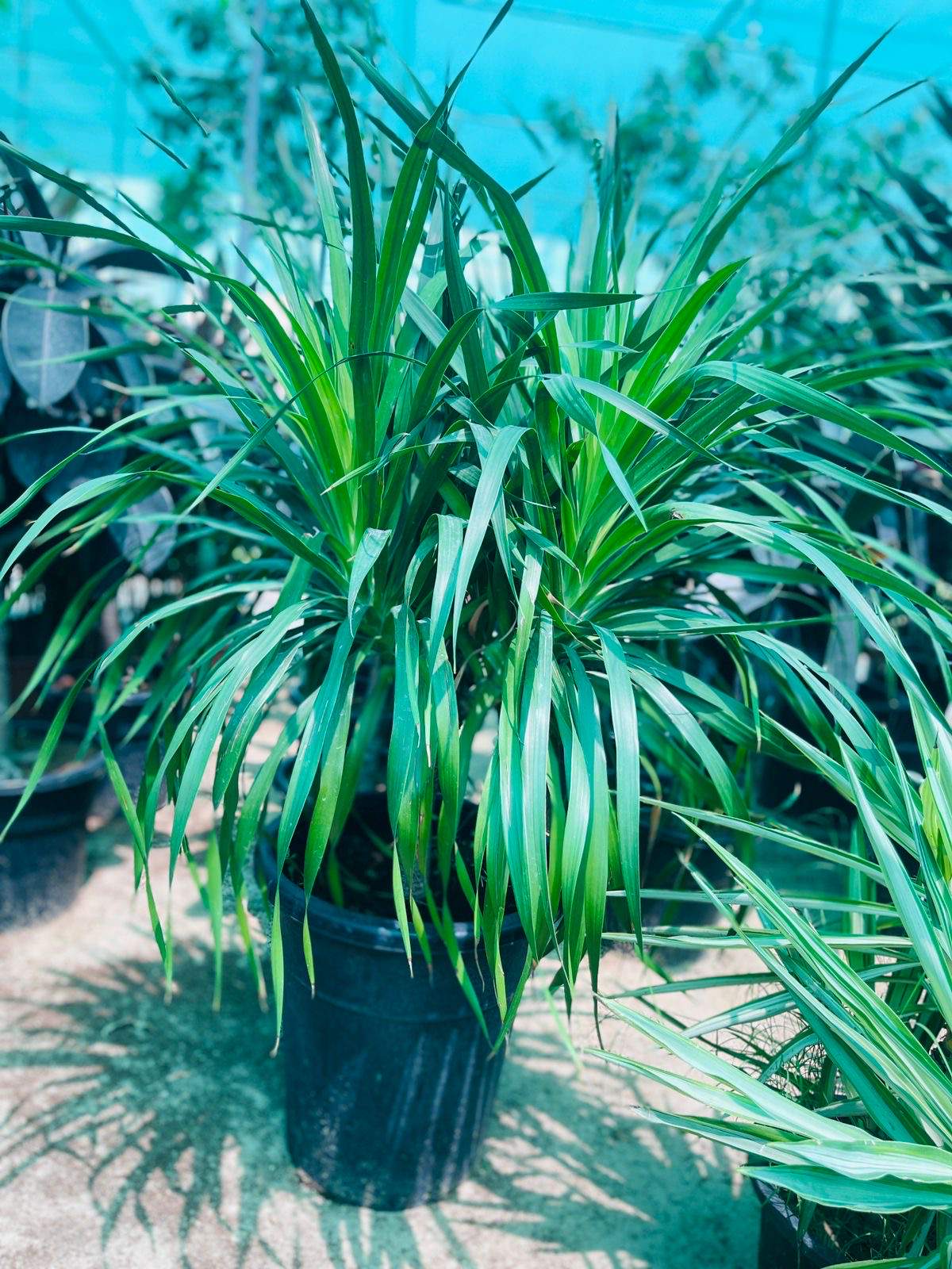 Multi-head dracaena houseplant with spiky green leaves in a dark pot