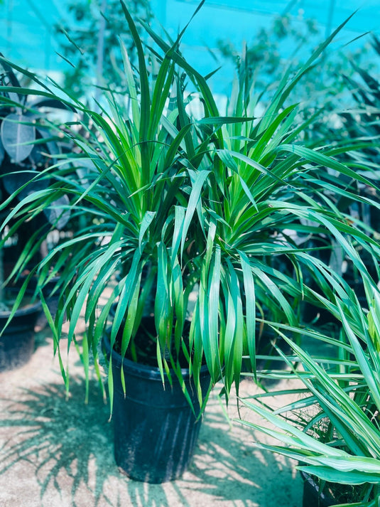 Multi Head Dracaena