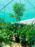 Neem Tree
