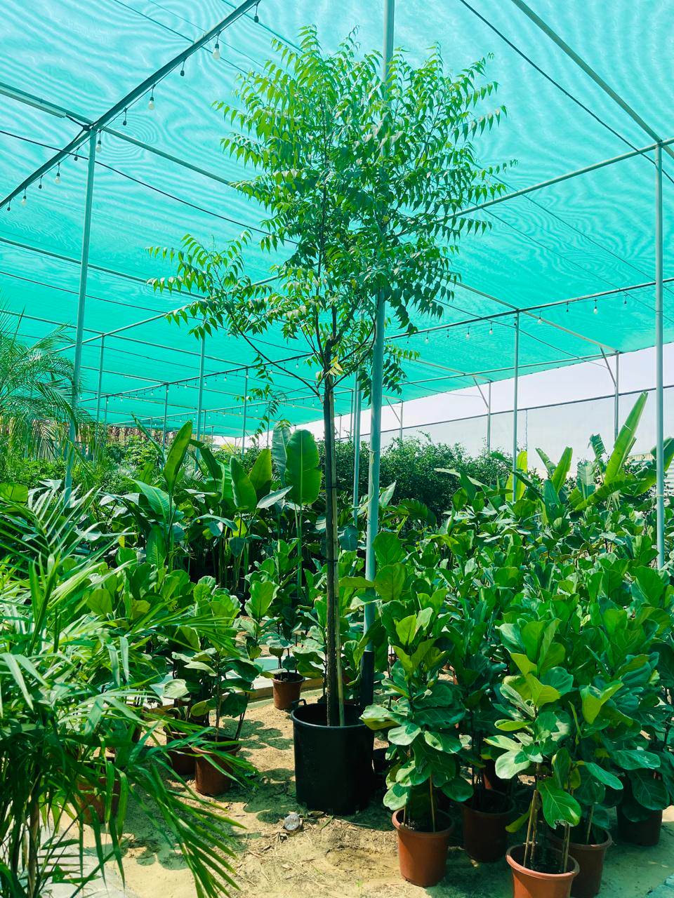 Neem tree sapling in a black pot, with clusters of green leaves, greenhouse nursery