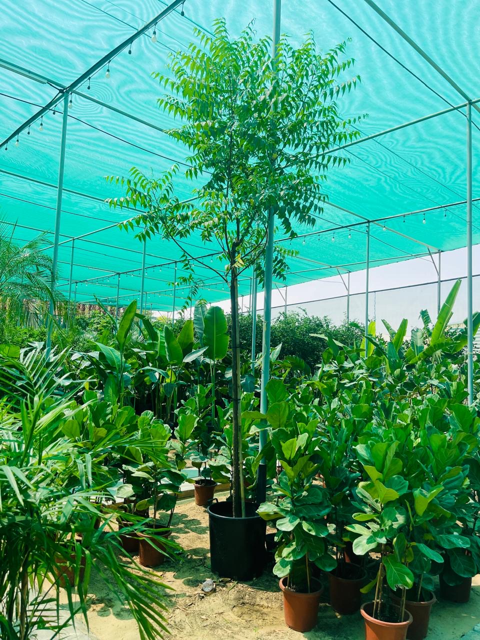Neem Tree
