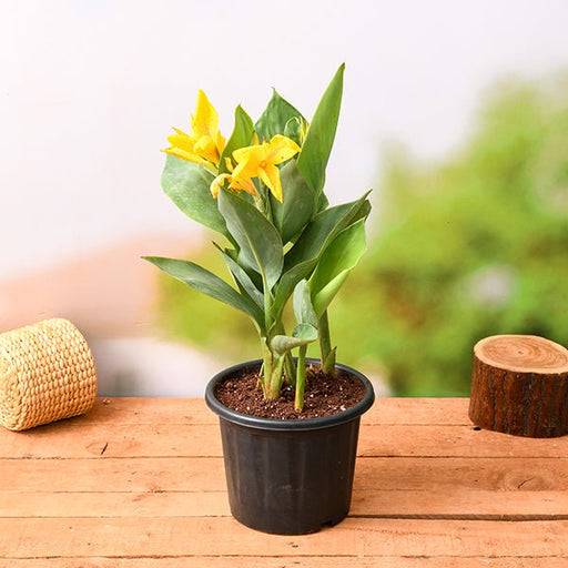 Green canna lily in black nursery pot with yellow flowers and leafy green stems