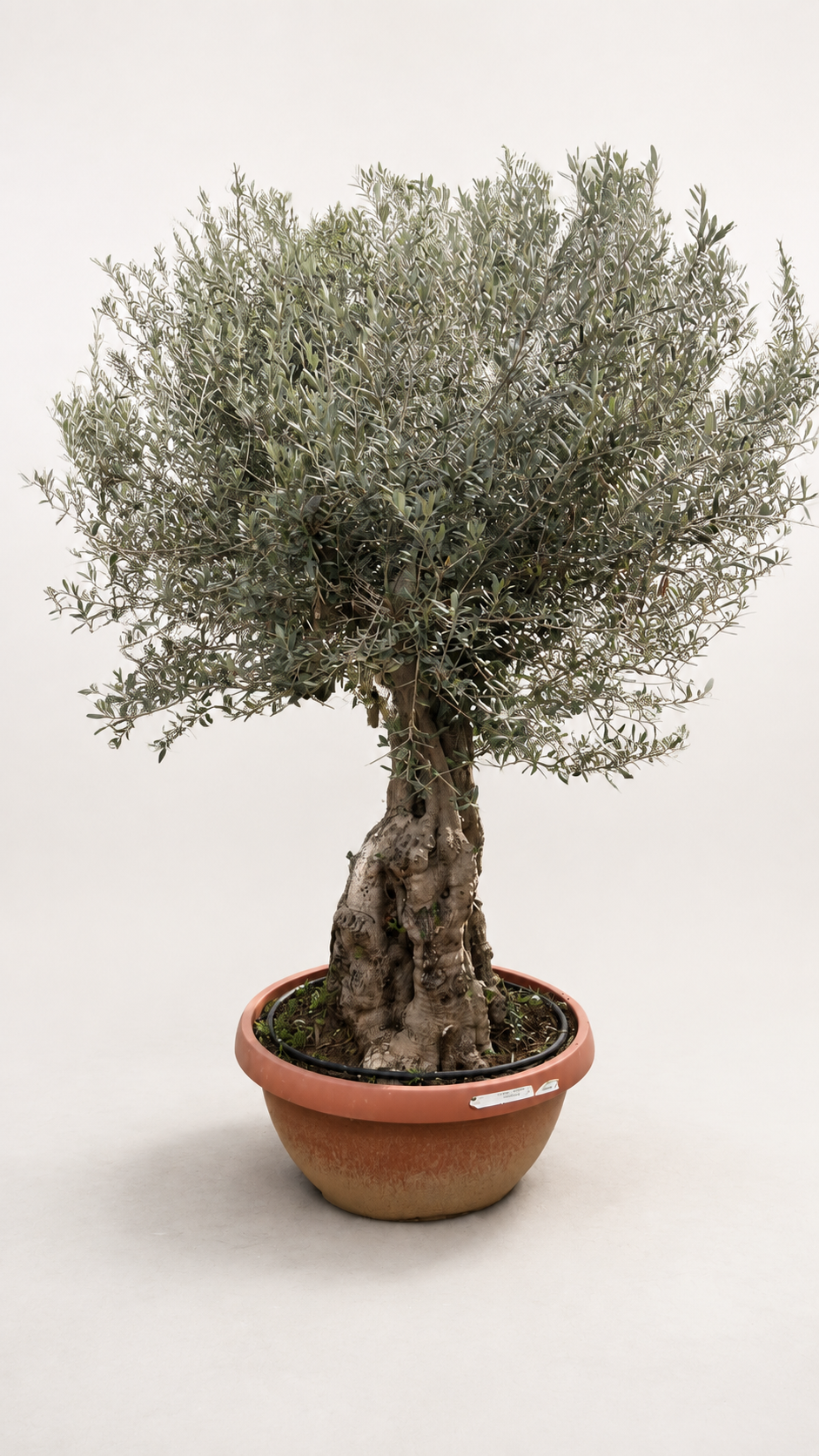 Mature olive tree with silvery branches in terracotta pot