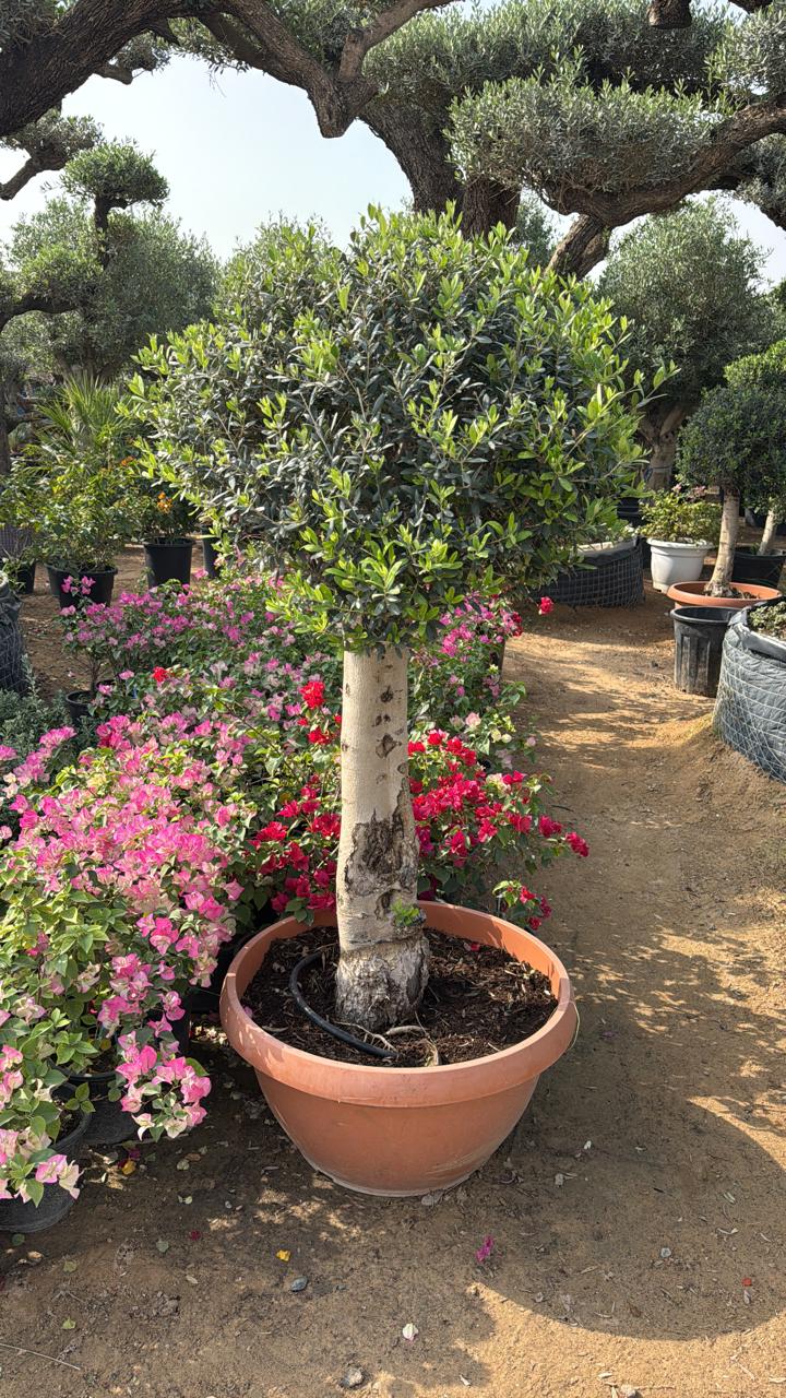 Mature olive tree in large terracotta pot with dense green leaves and sturdy trunk
