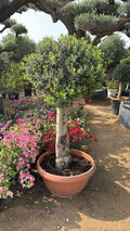 Mature Olive Tree – 1.5M - Premium Mediterranean Olive Tree