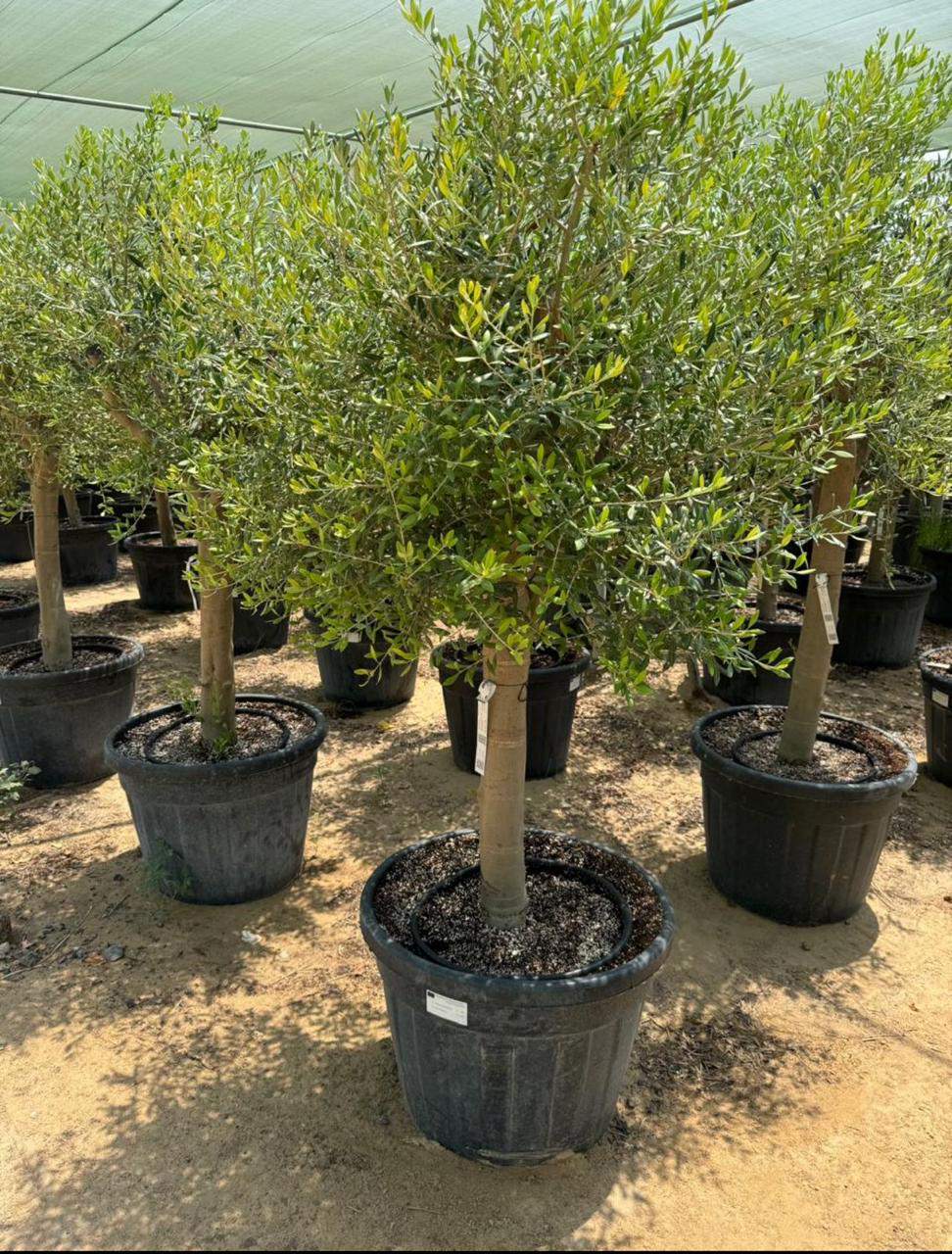 Mature olive tree in a black nursery pot, leafy green branches on display
