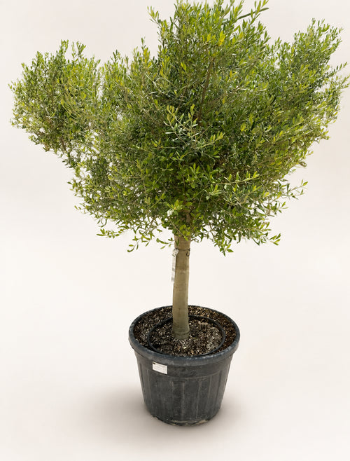 Mature olive tree in black plastic pot with dense green leaves