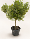 Mature olive tree in black plastic pot with dense green leaves