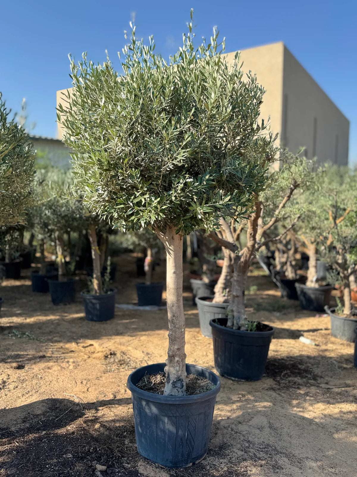 Olive tree sapling in blue pot with green silvery leaves