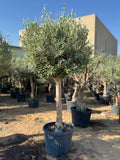 2M Olive Tree – Hardy, Drought-Tolerant Outdoor