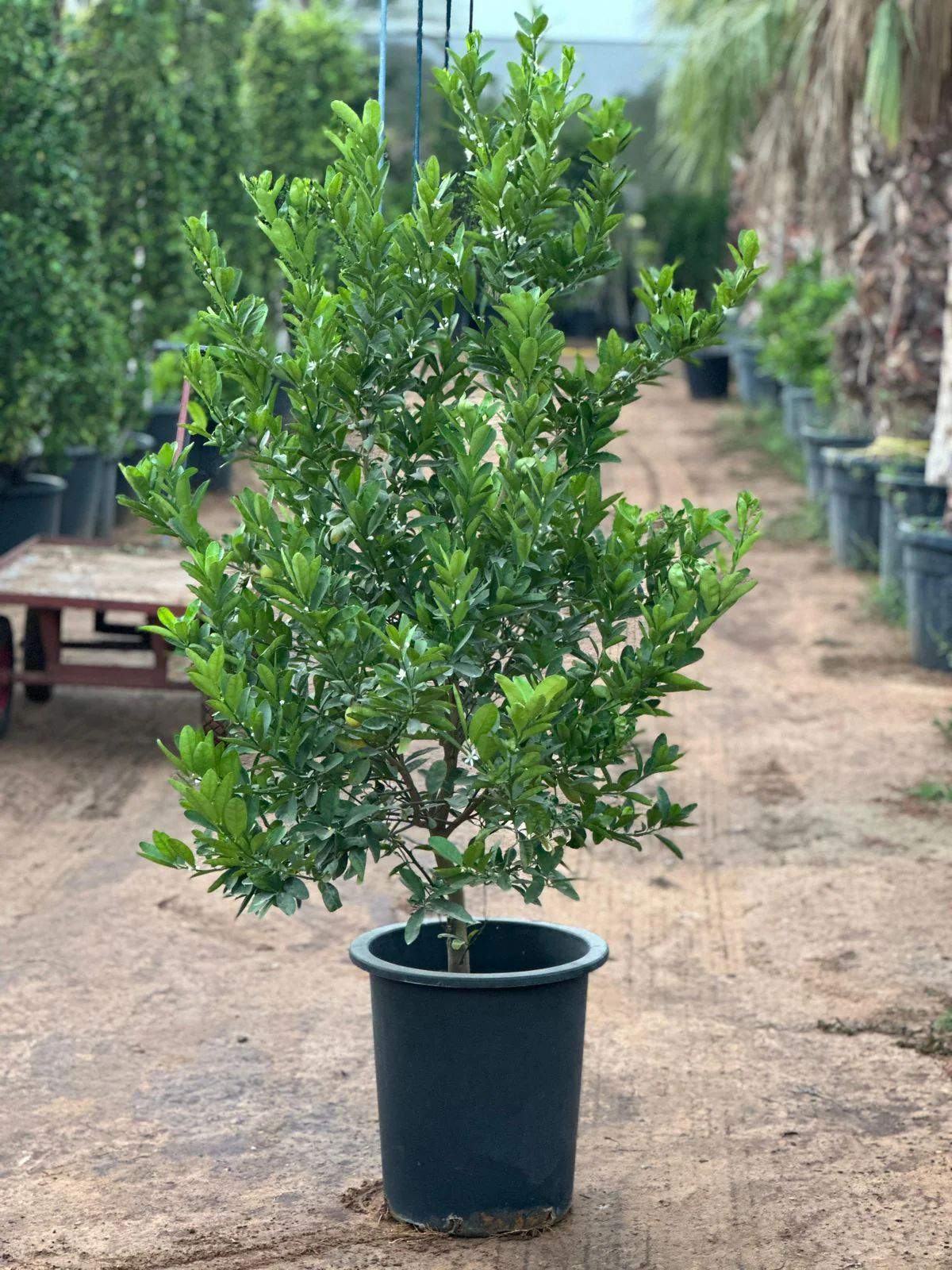 Potted citrus lemon tree with glossy green leaves in a dark gray nursery pot
