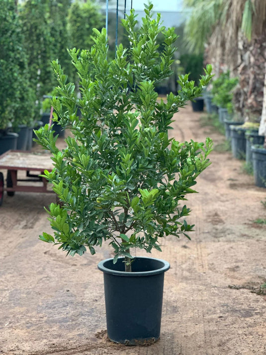 Citrus Lemon Omani
