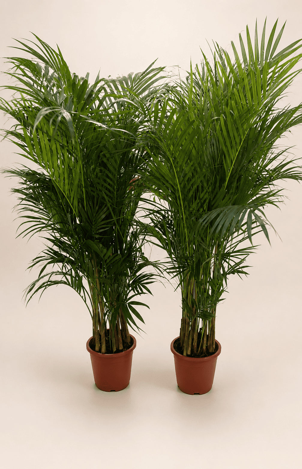 Pair of areca palm plants in terracotta nursery pots, about 130–150 cm tall