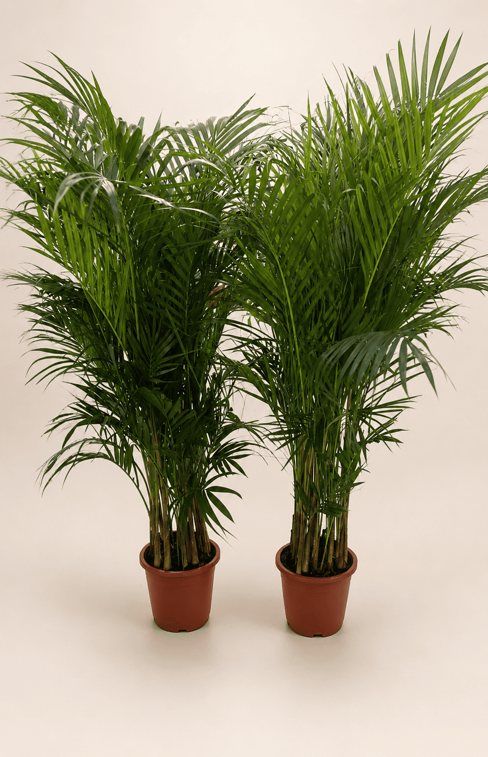 Pair of areca palm plants in terracotta nursery pots, about 130–150 cm tall