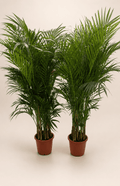 Pair of areca palm plants in terracotta nursery pots, about 130–150 cm tall