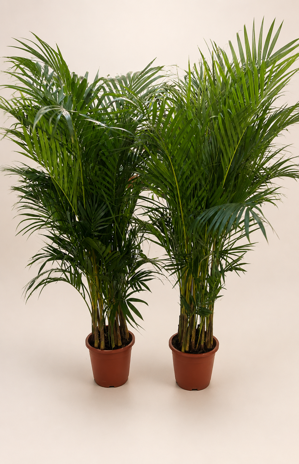 Pair of Areca (130-150 cm)