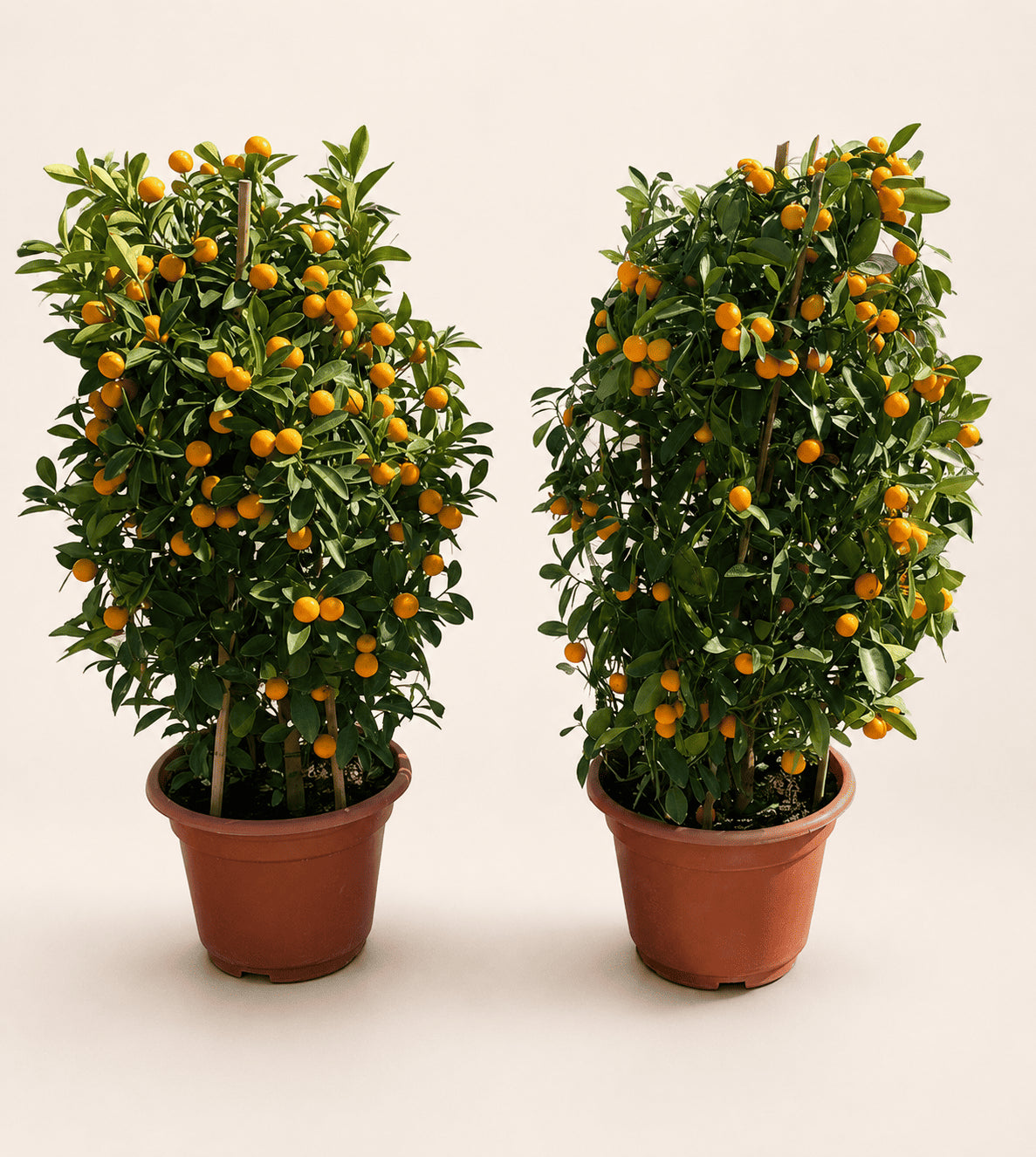 Pair of calamansi trees in terracotta nursery pots with orange fruit
