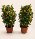Pair of calamansi trees in terracotta nursery pots with orange fruit